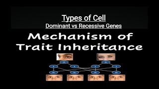 Dominant Gene and Recessive Gene  Genetics  Types of Cells  Homozygotes amp Heterozygotes [upl. by Ahsetal]