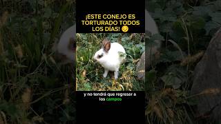 😭 Este conejo es T0RTURAD0 todos los días peliculas resumenes viralvideos cortos [upl. by Jabe]