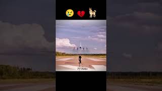 Palma Movie Dog Sad😢😢😢 Timedogshorts [upl. by Timrek]