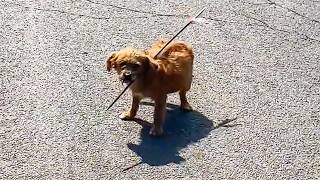 Dog with arrow through stomach panicked and ran everywhere looking for help [upl. by Leshia]