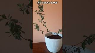 2 TEXAS SAGE Planting [upl. by Aioj742]