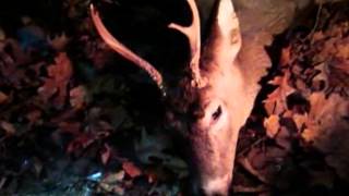 Deer Hunting In Michigan  Ted Nugent  Fred Bear [upl. by Yelnats]