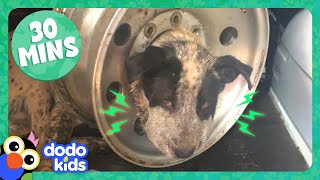 Dog Stuck In Tire And More Incredible Animal Rescues  30 Minutes Of Animal Videos  Dodo Kids [upl. by Arata]