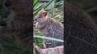 5 Interesting Facts About Quokkas nature wildlife animals [upl. by Kirwin]