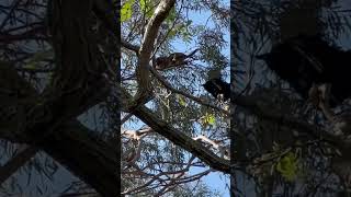 ￼ Opossum Parent Climbs to Safety with Babies Opossum Wildlife Nature Parenting AnimalKingdom [upl. by Miyasawa]