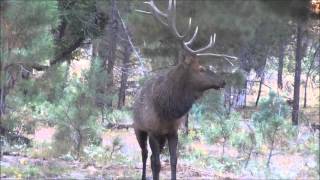 AceInTheHoleAz Archery Elk 2012 [upl. by Enined]