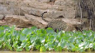 Pantanal Jaguar [upl. by Naitirb]