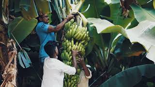 केले की फसल की गुणवत्ता बढ़ाये Yara सम्पूर्ण फसल पोषण प्रबंधन अपनाये🍌 [upl. by Fraze612]