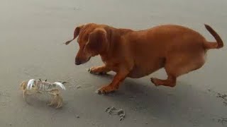 OUCH Man provokes giant crab who snips his tongue [upl. by Allwein]