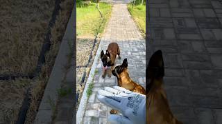 ❌❌ Belgian Malinois training dog malinois becgiegermanshepherd chó pets dog [upl. by Waly]