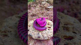 Giant millipedes wake up from the circle short millipede [upl. by Ruthie991]