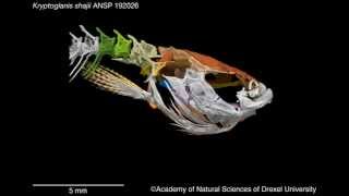 Kryptoglanis shajii skeleton [upl. by Aicekan]