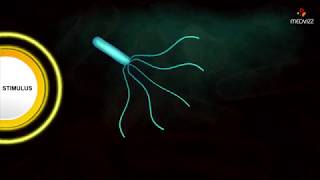 Flagellar Movement  Medical microbiology animations [upl. by Airotal153]