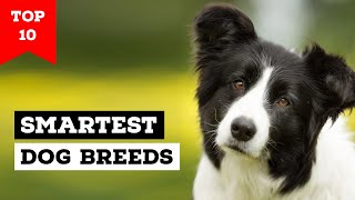 Top 10 Smartest Dog Breeds in the World [upl. by Ackler]