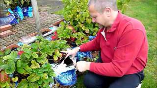 Strawberry Growing  Planting Strawberry Runners [upl. by Coulson327]