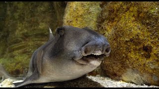 Les REQUINS aux DENTS DISSEMBLABLES les requins HETERODONTIFORMES [upl. by Nadnal712]