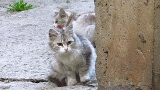 Kitten purrs and Mother cat hisses [upl. by Ful753]