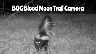 BOG Blood Moon Trail Camera Dec 131 2023 [upl. by Raab]