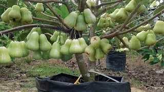 5 Tips Ampuh Menanam dan Merawat Jambu Madu [upl. by Aihsei395]