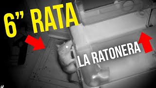 ENORME INFESTACIÓN de ratas 6 ratas superaron la trampa pegajosa¿Podemos atraparlos [upl. by Kraft]