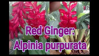 Growing Red ginger plant Alpinia purpurata care and propagation [upl. by Ahsaei]