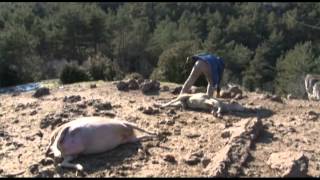 Les vautours des causses [upl. by Teryl]