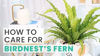 BEST TIPS  HOW TO CARE FOR BIRDS NEST FERN  ASPLENIUM NIDUS CARE GUIDE [upl. by Josepha]