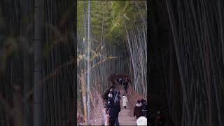 Discovering the Beauty of Arashiyama Bamboo Grove in Kyoto Japan kyoto arashiyama kyototrip [upl. by Yaja]