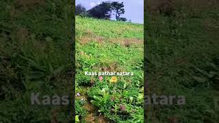 Kaas pathar satara 2024 🎋✨🌷 kaasplateau kaaspathar valleyofflowers shortvideos [upl. by Aborn]