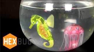 Aquabot Jellyfish amp Seahorse from Hexbug [upl. by Ydnil565]