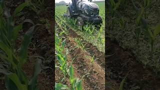 Weed control in maize fields by machines [upl. by Alleinad]