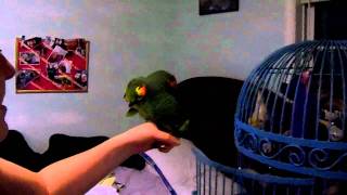 Blue front amazon parrot Fernando talking and singing [upl. by Taggart590]