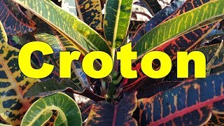 Croton Codiaeum variegatum  HD Video 06 [upl. by Rollins]