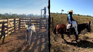 DIA PUXADO NA FAZENDA SOME HOMEM🐂 [upl. by Nosinned]