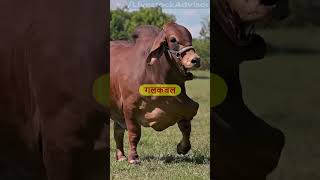 गिर गाय की सही पहचान livestockadvisor cow dairybusiness [upl. by Reisfield]