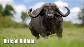 African Buffalo Facts amp Information  Africas Iconic Beast  Cape Buffalo [upl. by Sawyer]