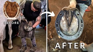 Complete Horse Hoof Restoration  Start to Finish [upl. by Olra636]