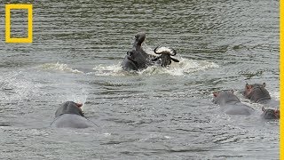 Un ñu huye de dos cocodrilos quotgraciasquot a unos hipopótamos  National Geographic en Español [upl. by Yank968]