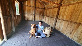 Harvesting ginger Fat tubers Floor tiles Planting sugarcane [upl. by Nanni]