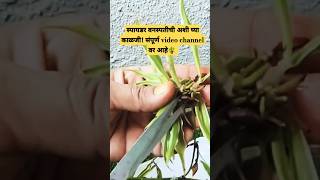 स्पायडर वनस्पतीची अशी घ्या काळजीshortsfeed plants spiderplantcare spiderplant shorts garden [upl. by Suriaj]