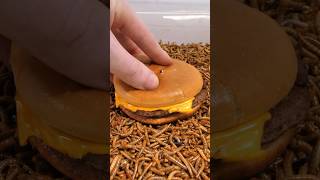 Mealworms vs Burger Timelapse [upl. by Lothaire]