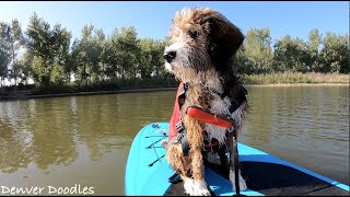 MUST SEE Gorgeous Bernedoodle [upl. by Selhorst824]