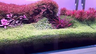 Rotala blod red [upl. by Eremehc]