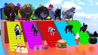 Cow Elephant Hippo Gorilla Tiger Zebra Choose the right escape [upl. by Enirol]