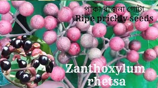 পাকা বাজনা গোটাRipe prickly seedsXanthoxylum rhetsa [upl. by Alyssa408]