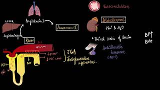 Regulation of kidney function  Excretory products and their elimination  Biology  Khan Academy [upl. by Buckden]