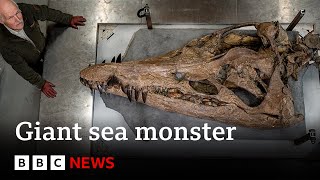 Colossal sea monster unearthed in UK  BBC News [upl. by Ddet]