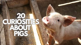 20 curiosities about pigs [upl. by Elokcin]