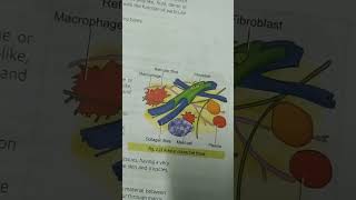 Areolar connective tissue [upl. by Leakim]