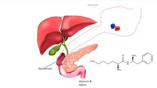 Vyvanse Metabolism to dAmphetamine [upl. by Ulda674]